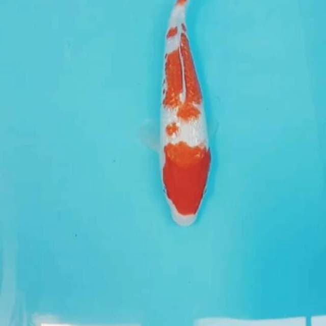 Kohaku ginrin 30 cm