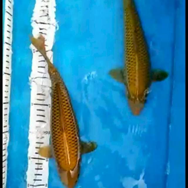 DUO MIDORIGOI JOZ