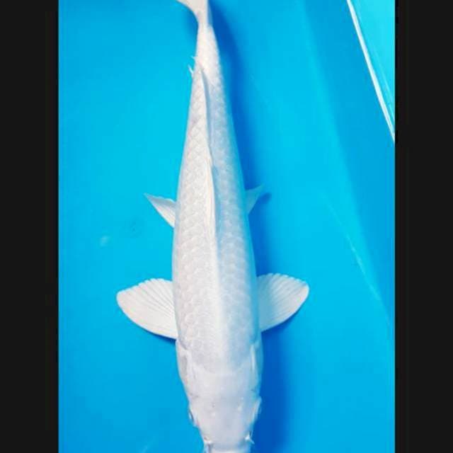 Platinum 33cm male