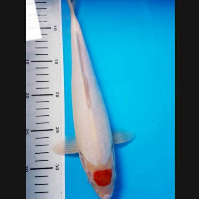 Tanco ori 30cm male