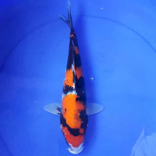 SHOWA 34CM