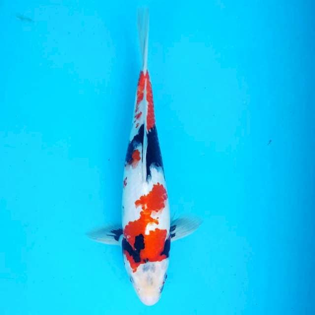 KINDAI SHOWA 30CM