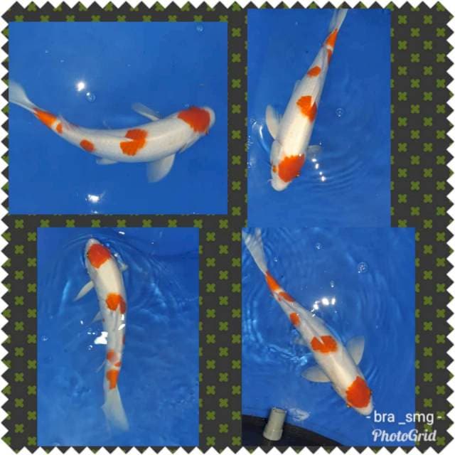 Kohaku maruten jantan 45cm