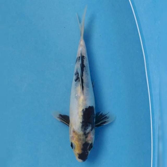 Okawa Doitsu Shiro