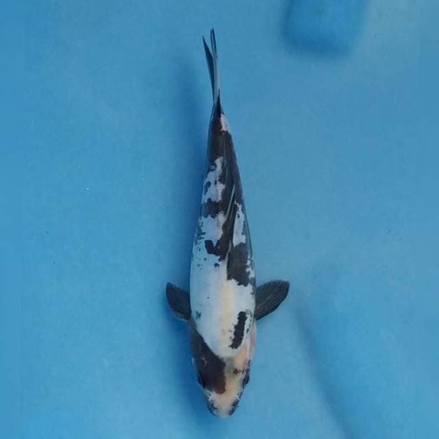 Okawa Doitsu Shiro