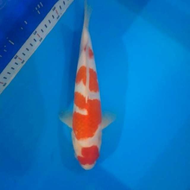 kohaku F1 size 30 cm
