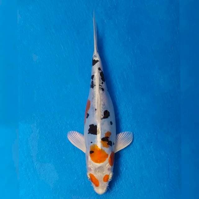 Heisei Nishiki Import non serti