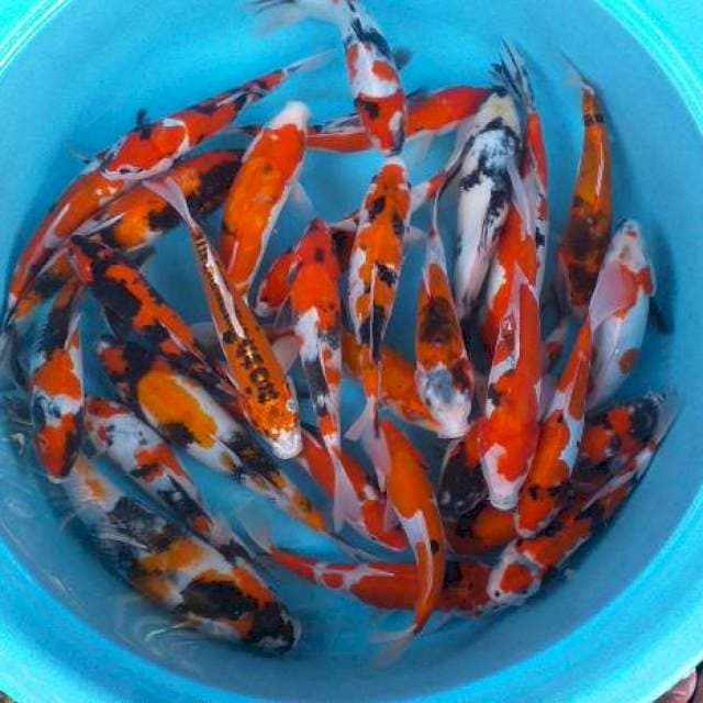 Mix paket showa daoits dan sisik 25 ekor dll