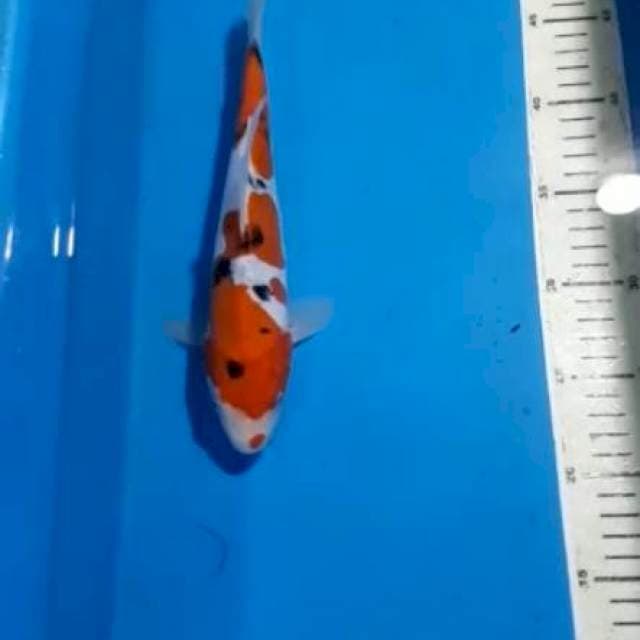 KUCIBENI SANKE DOITSU 26 CM