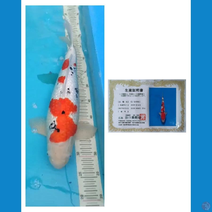 Taniguchi Sanke Ginrin 45cm