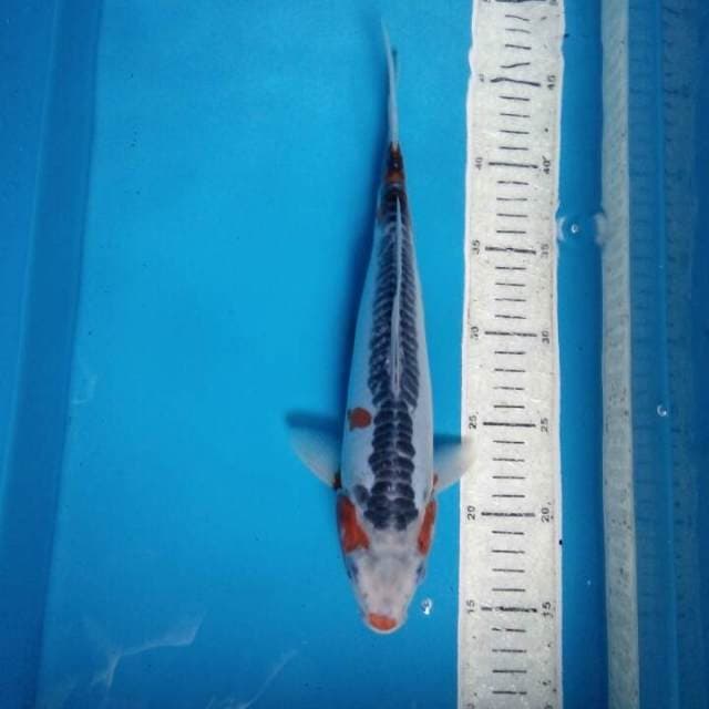 Shusui 32cm