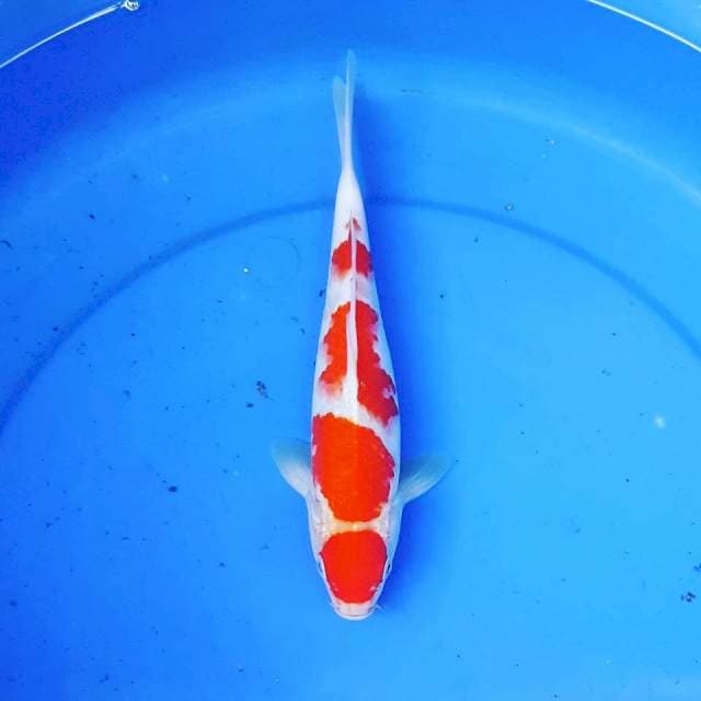MARUTEN KOHAKU