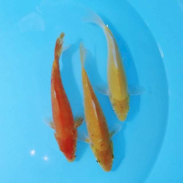 Karasi mata merah