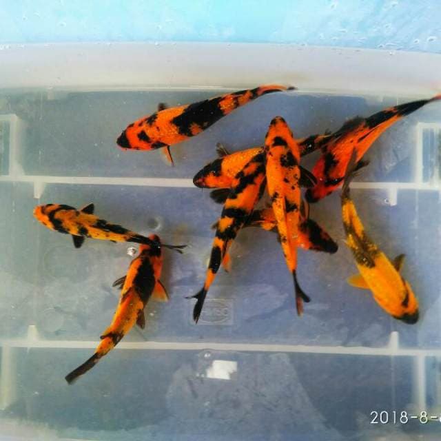 BABY - HI UTSURI & KI UTSURI
