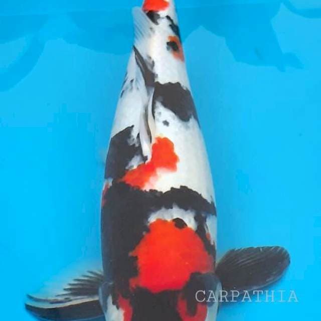 Showa 50 cm
