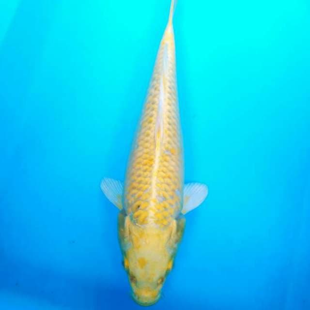 YAMABUKI OGON