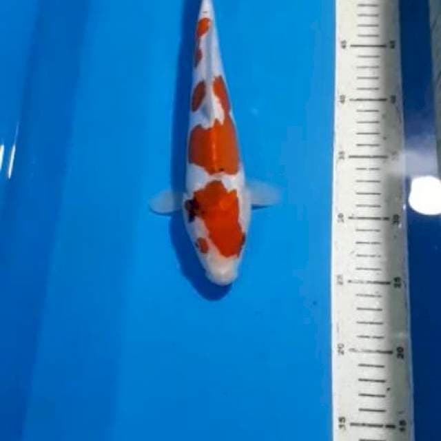 SANKE DOITSU 28 CM
