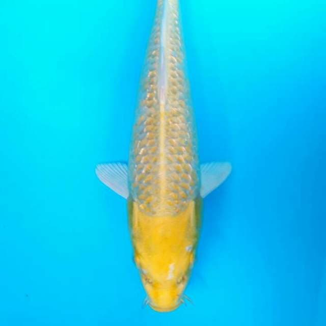 YAMABUKI OGON GINRIN