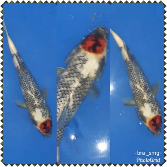Tc. Matsukawabake 31 langka joss
