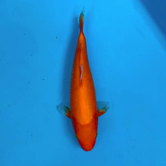 BENIGOI JUMBO