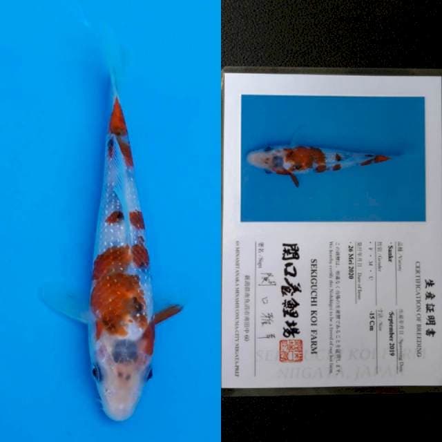 Sekiguchi sanke 15cm sertifikat