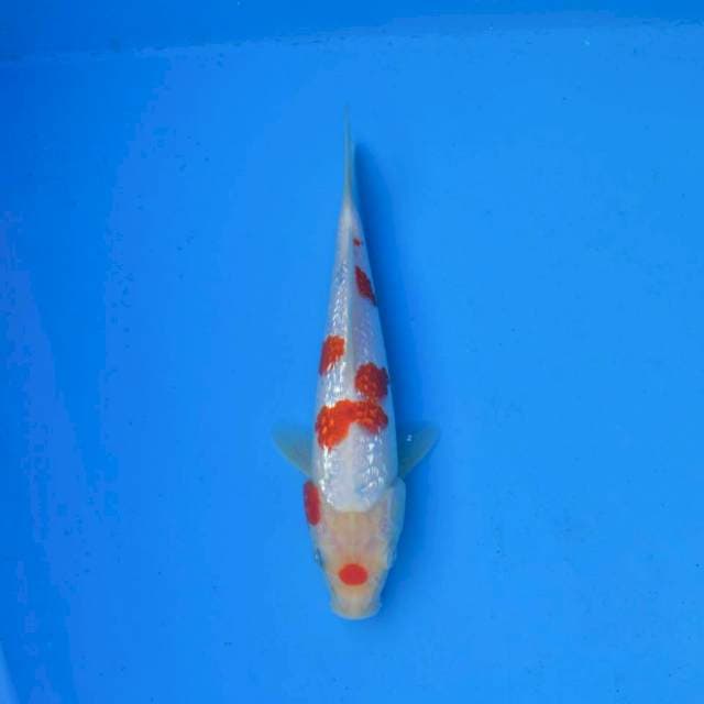 Tategoi Sanke Ginrin F1