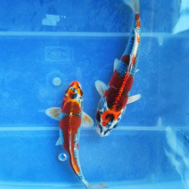 DUET BENI GINGGA