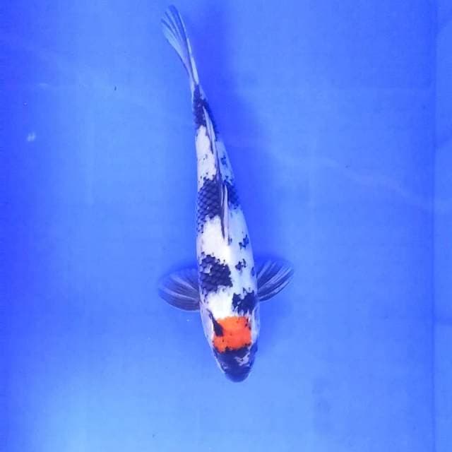 1. Tancho Showa || 30 cm || Male