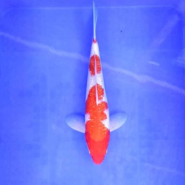 2. Kohaku Ginrin || 32 cm