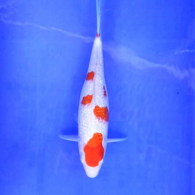 5. Kohaku Ginrin || 32 cm