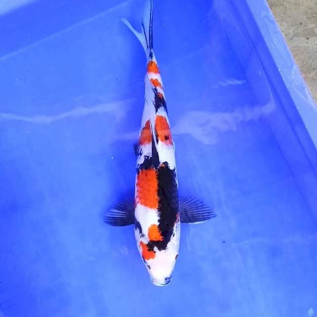 7. Kindai Showa || 33 cm