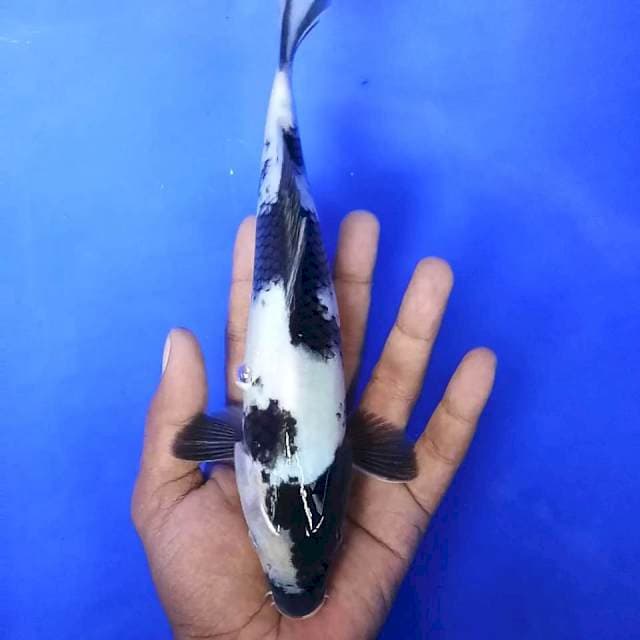 10. Shiro Halus || 24 cm