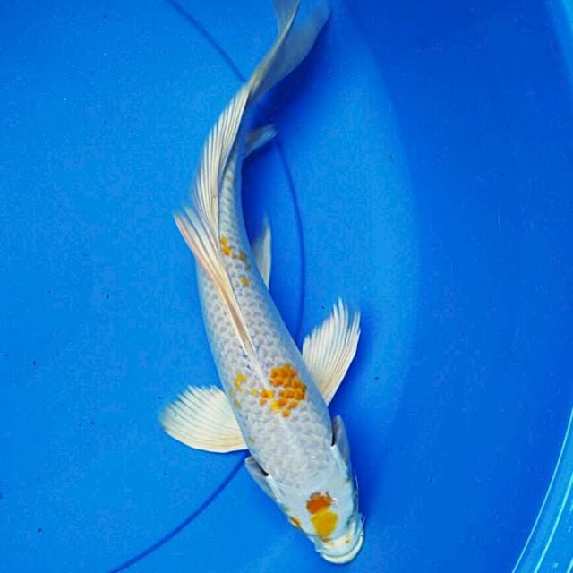 Kumpay hariwake 32cm