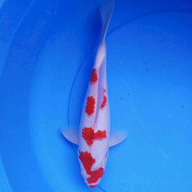 Ai goromo josss male 30cm