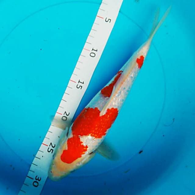 Kohaku ginrin 30cm male