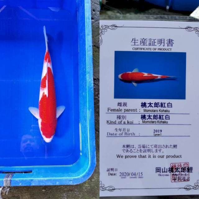 Kohaku momotaro