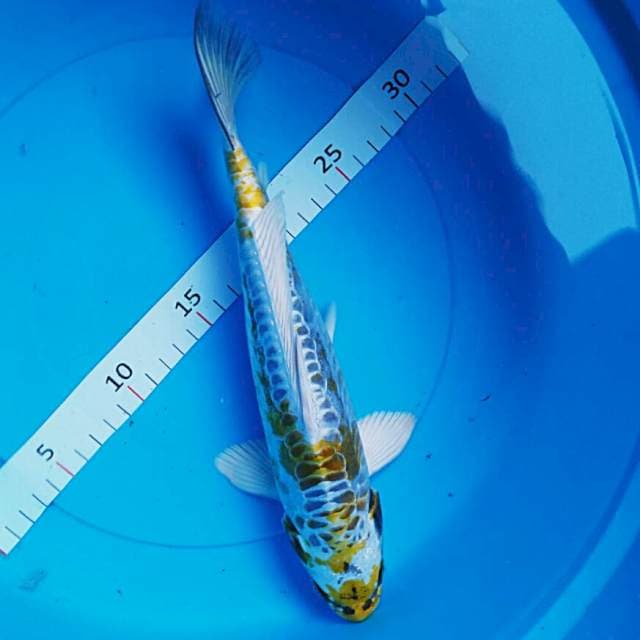 Kujaku antik male 29cm