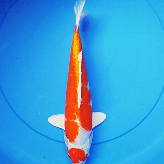 Kohaku hikari 32cm male