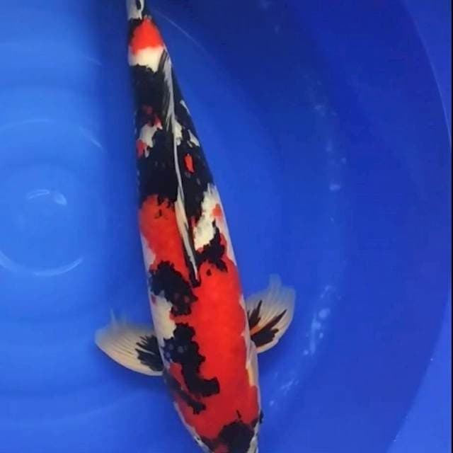 Showa