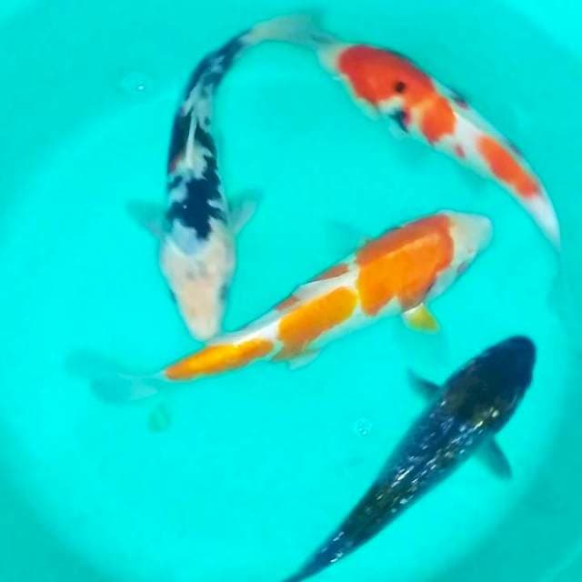 Mix 20-23cm