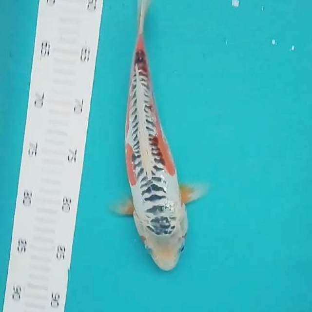 Shusui 30 bu