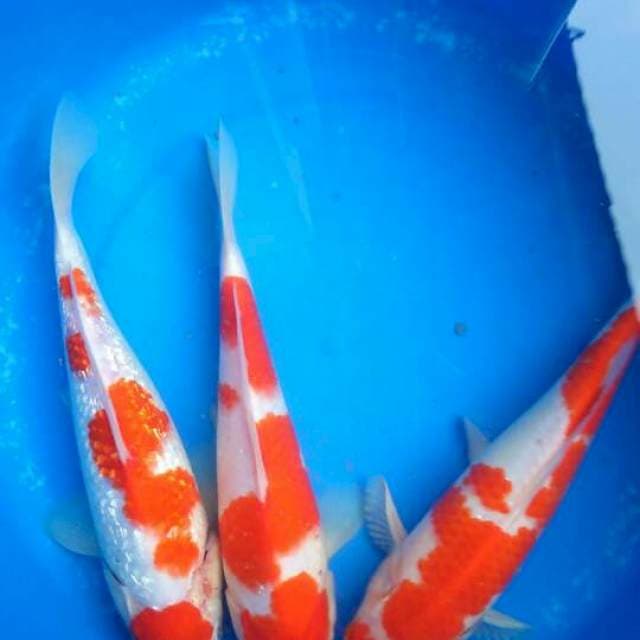 Sk mix kohaku
