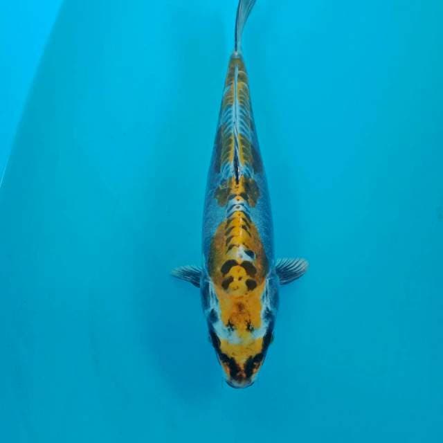 Kikokuryu, 30 cm