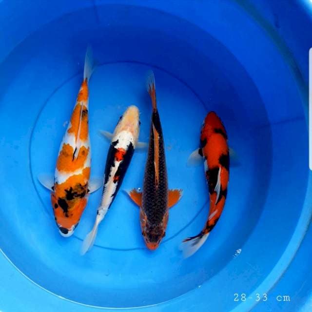 Mix 4 ekor 28-33 cm