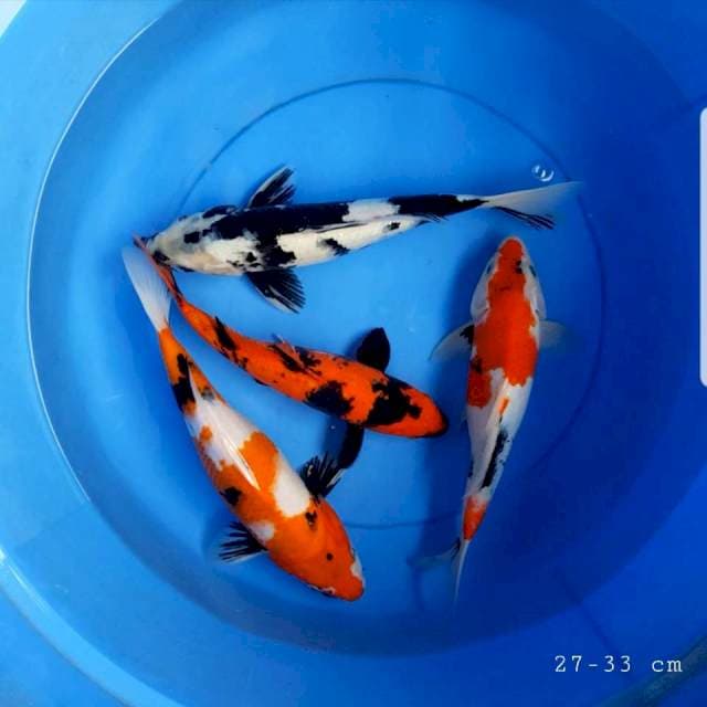Mix 4 ekor 27-33 cm