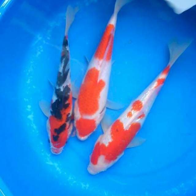 Sk mix
