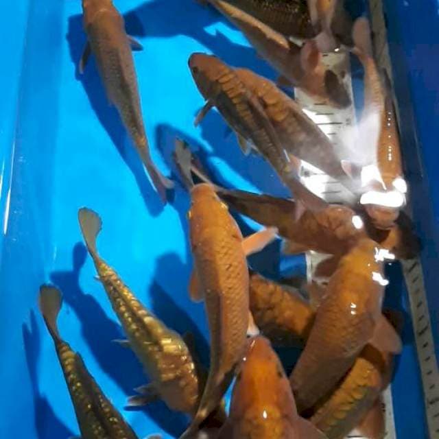 CHAGOI TEMBAGA BERPUNUK 17-25 CM/21 EKOR