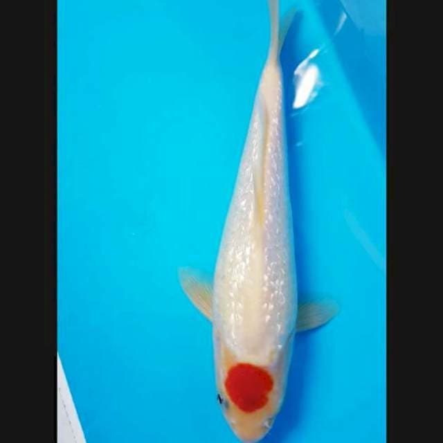 Tancho ginrin 26cm male