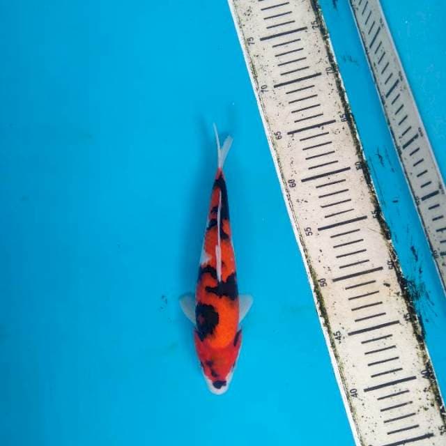 Hi showa 25cm