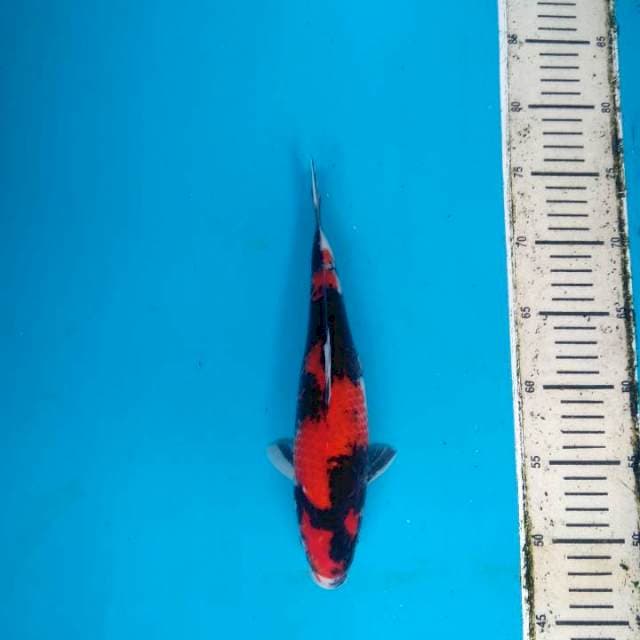 Hi showa 28cm